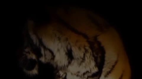 Tiger Atitude video