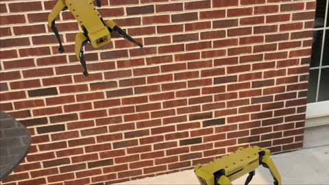 Spot mini from Boston Dynamics can climb walls!