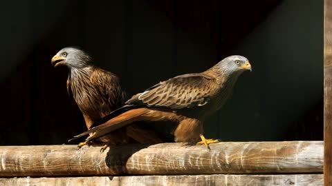 Pássaro Plumagem Pipa Vermelha Aves De Rapina