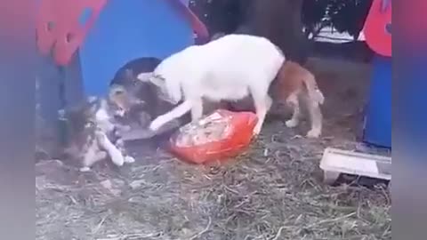 He bought chicken from the market for his cute kittens.