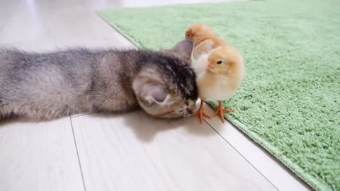 #Coco #kittens​ Looking back on how kitten Kiki met tiny chicks for the first time