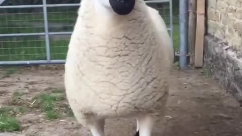 A new breed of sheep you've never seen