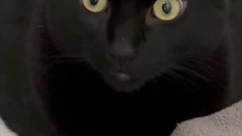 Adopting a Cat from a Shelter Vlog - Cute Precious Piper Has Bright Eyes in the Mornings #shorts