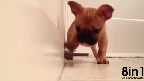 French bulldog puppy playing with a door stop a puppy