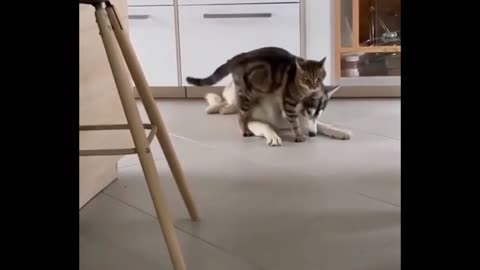 Fearless Cat annoys Husky by jumping over them