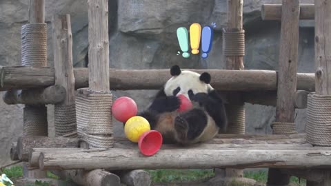 The destructive giant panda