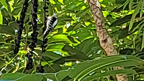 Woodpecker. Black and white