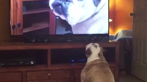 Bulldog Watches Viral Video Of Herself, Her Reaction Left Us Speechless!