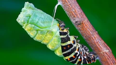 The process of the caterpillar to the shape of a butterfly