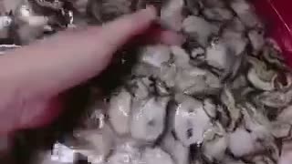 Milk oysters in viet nam