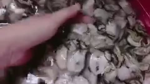 Milk oysters in viet nam