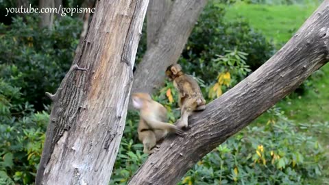 Funny Monkey babies - Playing like Little imps_