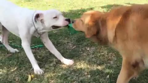 Puppy Tug of War