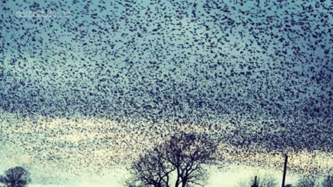 Cientos de aves caen muertas