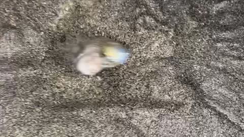 Tourists Encounter Grunions Spawning on Beach