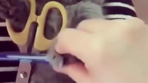 video funny cat