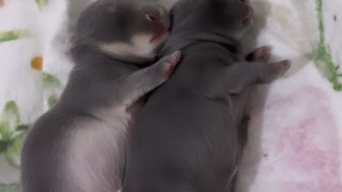 Netherland Dwarf Baby Rabbits Napping Full of Milk