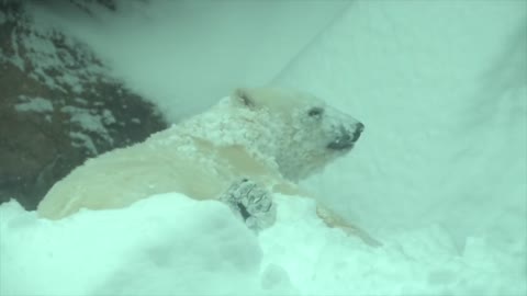 Zoo Animals Are Having A Blast Playing In The Snow