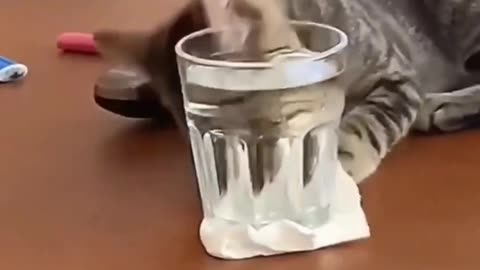 Cat playing with box