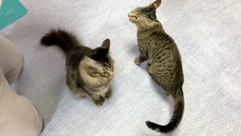 捌いたまぐろの刺身を初めて食べた子猫達の反応がこちらです