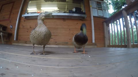 Ducks wait in line for fresh cut fries