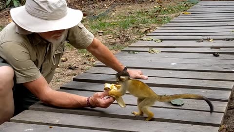 Peruvian Squirrel Monkeys around JunglePro Eco-lodge