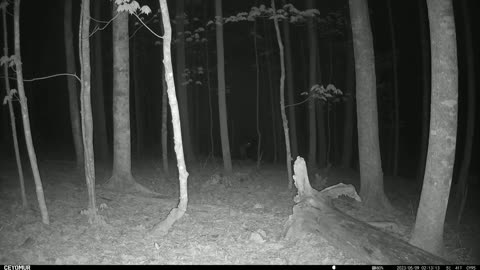 Maine_North_Woods_Trail_Camera__Deer--Foraging_at_Night