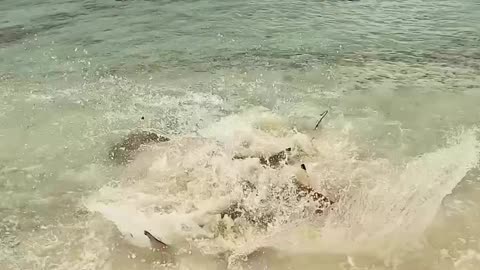 Blacktip reef shark vs sting ray predation!!!‼️
