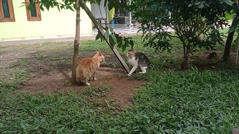 Cat's fighting with funny moments