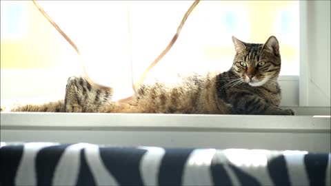 Heat, Vacuum Cleaner & Bobo Cat