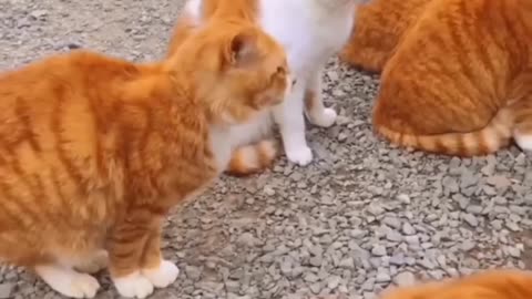 Funny animals 2023😆- Funny cats and dogs videos 🐈🐕 P-28 #shorts