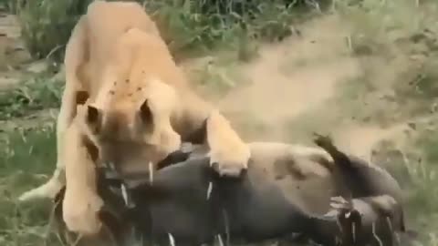 Big Cat Lion
