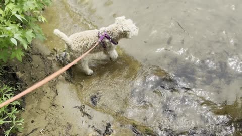 Lakeland Terrier Tells Me to Just Go On Without Him