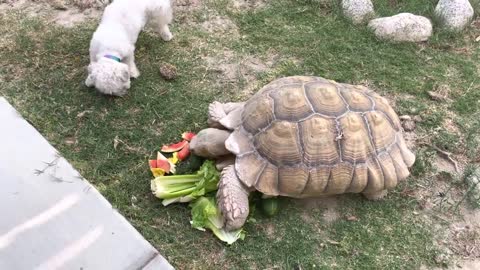 Spike and Boni eat their Veggies!