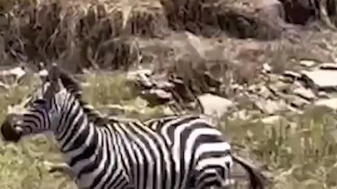 Zebra refuses to go down