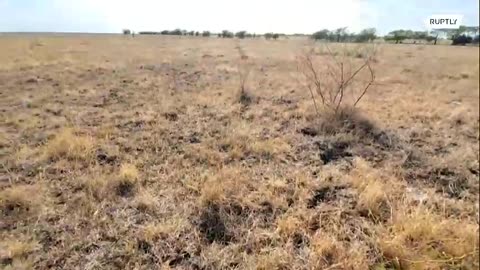 'People have run out of grass' - Ranchers forced to sell livestock amid crippling drought in Texas