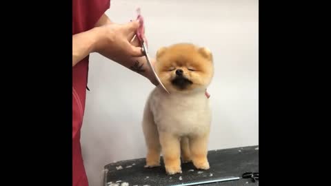 Cute Dog and Puppies Haircut