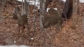 3-Legged Deer in Western Maine Thriving