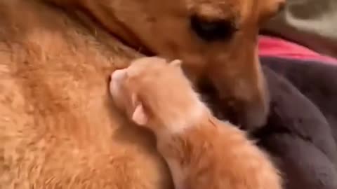 Dog and kitten love - ANIMAL LOVERS #doglovers #cutedogs