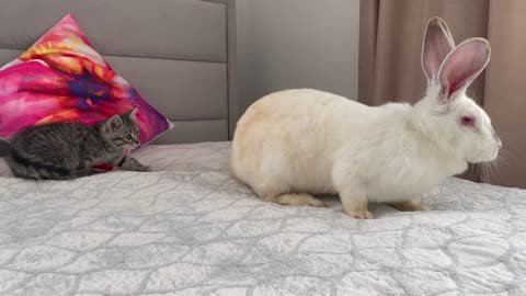 Baby Kitten is confused by meeting with Giant Rabbit