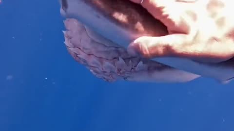POV a 14 foot tiger shark is coming right to you