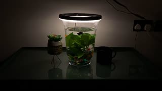 Beautiful Homemade Fish Aquarium