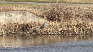 Great Blue Heron on the bank of the Humber River