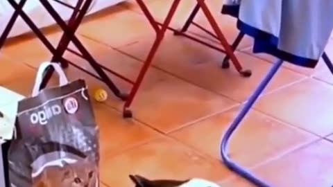 Fuuny Cat And Dog Video | Funniest animals compilation video 2023 #funny #cats