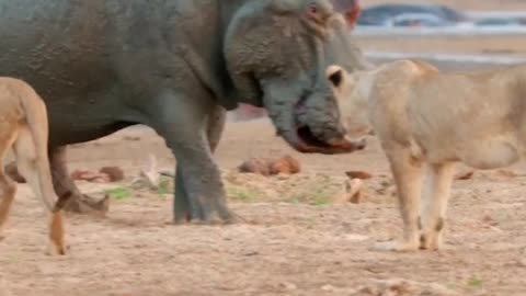 Young Lions are no match for Hippo.. 🐾 Watch the full video