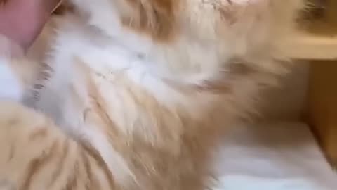 😹Cats Doing Cat Things😹 (3)