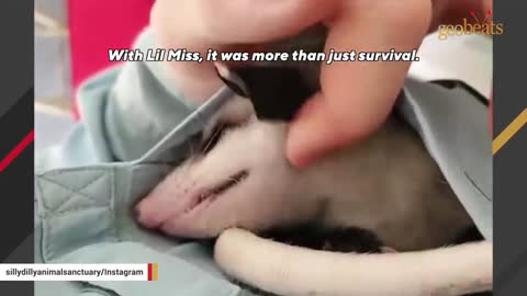 This man raised an opossum. Now he thinks they are smarter than dogs.