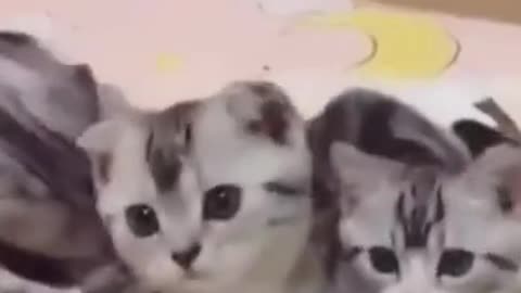 Cute Animals | Funny Animals Videos | Cute Animal Videos | So Cute Cat 😘