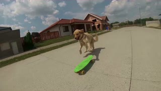 Meet Happy, the skateboarding dog!