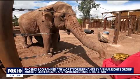 Phoenix Zoo officials refute worst zoo for elephants ranking by animal rights group